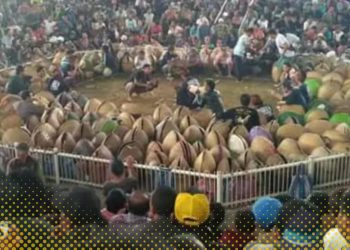 TAJEN (SABUNG AYAM) DI BALI DIDUGA JADI AJANG KEJAHATAN KERAH PUTIH – APH DI ANGGAP TUTUP MATA